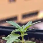 First try at my new balcony