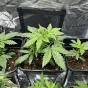 Orange sherbet  auto indoor