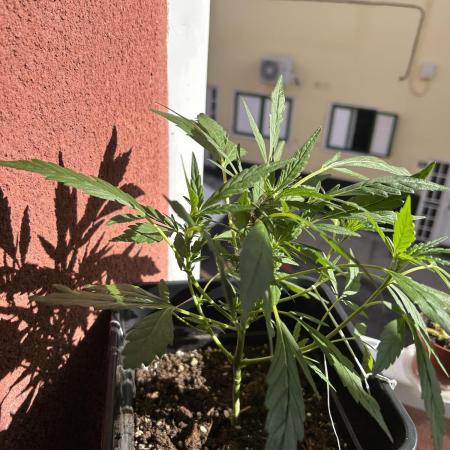 First try at my new balcony