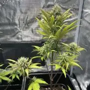 Orange sherbet  auto indoor