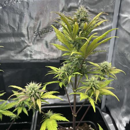 Orange sherbet  auto indoor