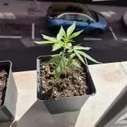 My first feminized grow