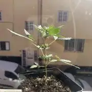 First try at my new balcony