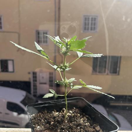 First try at my new balcony