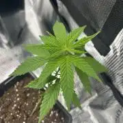 My first feminized grow