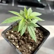 My first feminized grow