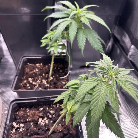 My first feminized grow