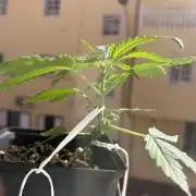 Planting some freebies!