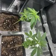 My first feminized grow