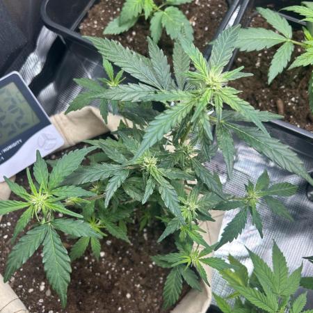 Planting some freebies!