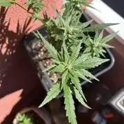 First try at my new balcony