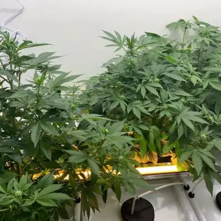 Tropicanna Cookies F2 Bloombox 1st Grow