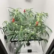 FastBuds Genetics