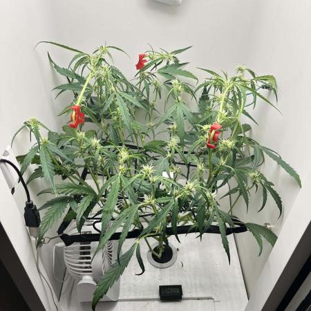 FastBuds Genetics