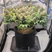 First Grow Fuel Dog Gaia Green