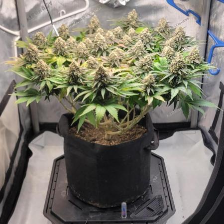 First Grow Fuel Dog Gaia Green