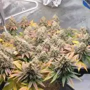 First Grow Fuel Dog Gaia Green