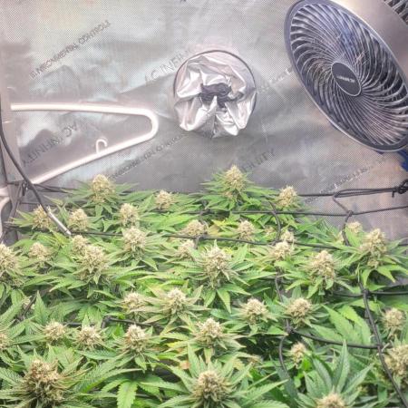 First Grow Fuel Dog Gaia Green