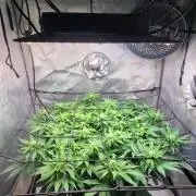 First Grow Fuel Dog Gaia Green