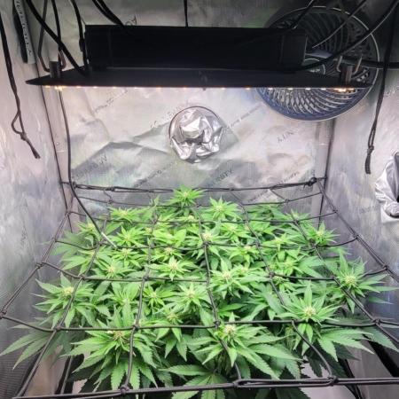 First Grow Fuel Dog Gaia Green