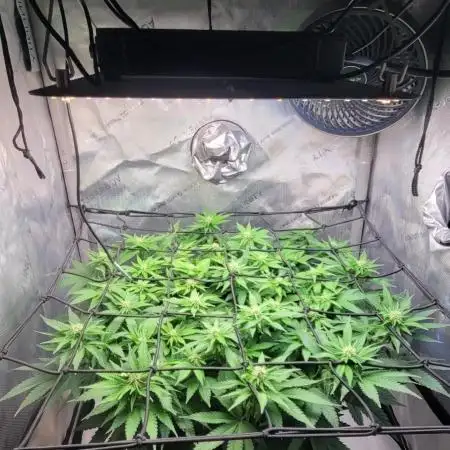 First Grow Fuel Dog Gaia Green