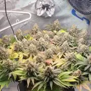 First Grow Fuel Dog Gaia Green
