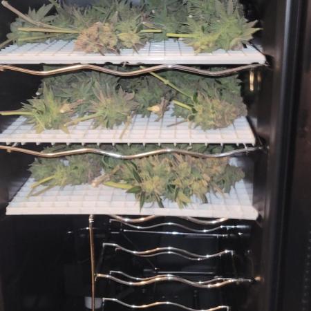 First Grow Fuel Dog Gaia Green