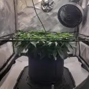 First Grow Fuel Dog Gaia Green