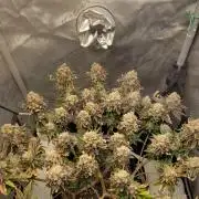 First Grow Fuel Dog Gaia Green