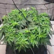 First Grow Fuel Dog Gaia Green