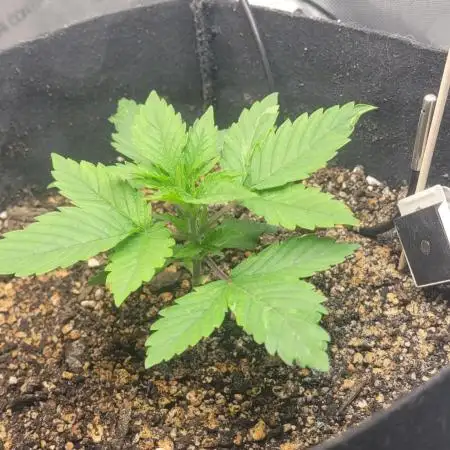 First Grow Fuel Dog Gaia Green