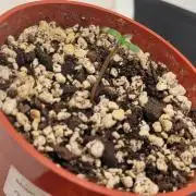 Pineapple Express Auto Organic 2x2