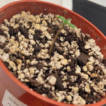 Pineapple Express Auto Organic 2x2