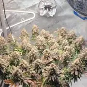 First Grow Fuel Dog Gaia Green