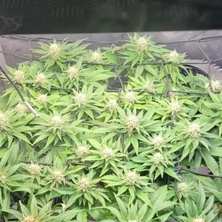 First Grow Fuel Dog Gaia Green