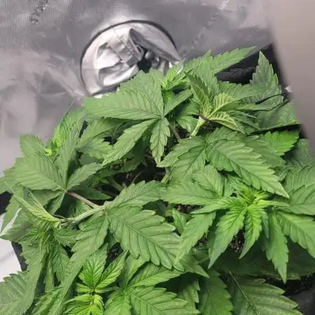 First Grow Fuel Dog Gaia Green