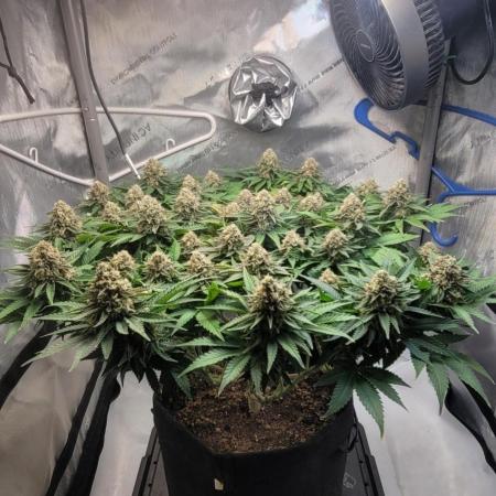 First Grow Fuel Dog Gaia Green