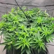 First Grow Fuel Dog Gaia Green