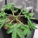 First Grow Fuel Dog Gaia Green