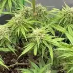 Pesos grow