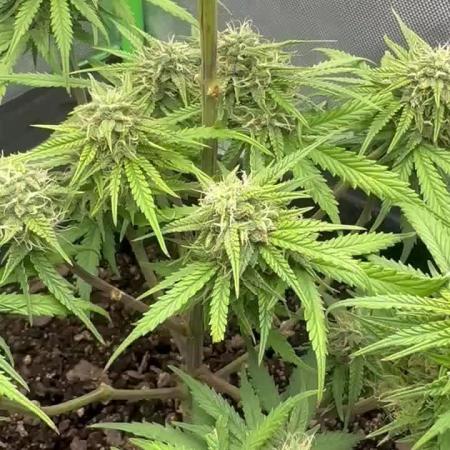 Pesos grow