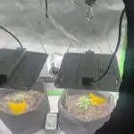 Pesos grow