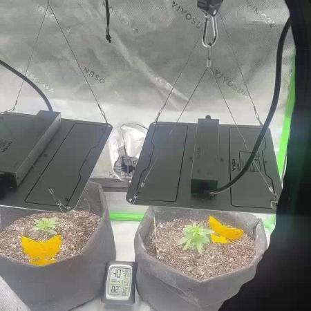 Pesos grow