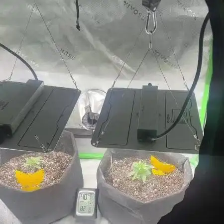 Pesos grow