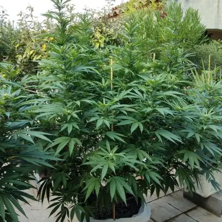 Delicious seeds ER/SP/BB/G