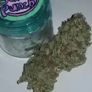 Delicious seeds ER/SP/BB/G