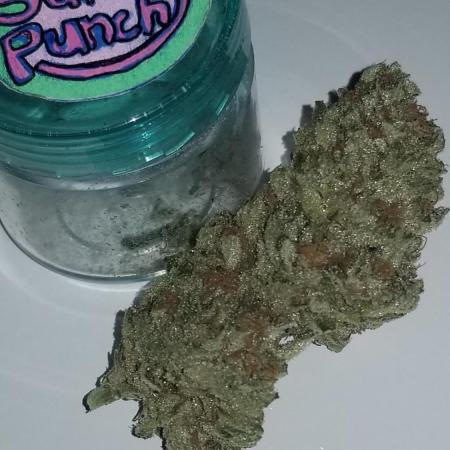 Delicious seeds ER/SP/BB/G