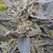 Delicious seeds ER/SP/BB/G