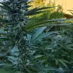 Delicious seeds ER/SP/BB/G