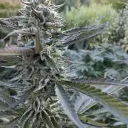 Delicious seeds ER/SP/BB/G